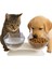 Çift Hazneli Kedi Kulaklı Beslenme Mama ve Su Kabı 350 ml 2