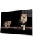 Aslan Cam Tablo 4mm Dayanıklı Temperli Cam 1