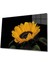 Ay Çiçeği Günebakan 4mm Dayanıklı Cam Tablo Temperli Cam , Sunflower Glass Wall Art 1