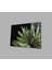 Siyah Arka Fon Aleovera Çiçek 4 mm Dayanıklı Cam Tablo Temperli Cam, Black Background Aloe Vera Flowe 1