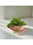 Ribbella – Çizgili Formda Takı ve Düzenleyici Pembe Tabak 20X5,5 cm 3