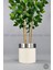 Yapay Benjamin Ağacı 140CM Krem Gümüş Metal Saksıda 4