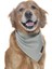 Köpek Bandana / Bunty 1