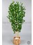 Yapay Benjamin Ağacı 170CM Hasır Bohem1 Saksıda 5
