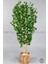 Yapay Benjamin Ağacı 170CM Hasır Bohem1 Saksıda 6