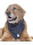 Köpek Bandana / Doxy 1