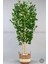 Yapay Benjamin Ağacı 170CM Krem Hasır Saksıda 1