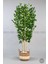 Yapay Benjamin Ağacı 170CM Krem Hasır Saksıda 2