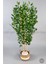 Yapay Benjamin Ağacı 170CM Krem Hasır Saksıda 3