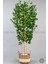 Yapay Benjamin Ağacı 170CM Krem Hasır Saksıda 7