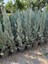 Saksıda Aşılı Arizona Mavi Servi Fidanı 180 - 200 cm 1