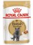 British Shorthair için Yaş Kedi Maması 85g 1