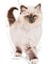 Royal Kitten Yavru Kediler için Kuru Kedi Maması 4kg 11
