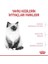 Royal Kitten Yavru Kediler için Kuru Kedi Maması 4kg 14