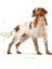 Medium Adult Yetişkin Köpek Maması 15 Kg 3