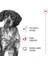 Medium Adult Yetişkin Köpek Maması 15 Kg 6