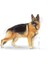 German Shepherd Adult Yetişkin Köpek Maması 11 Kg 3