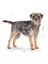 Mini Sterilised Kısırlaştırılmış Köpekler için Yetişkin Köpek Maması 3kg 8