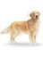 Golden Retriever Yetişkin Kuru Köpek Maması 12kg 3