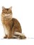 Light Weight Kedi Maması 8 Kg 3