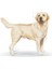 Labrador Retriever Adult Yetişkin Köpek Maması 12 Kg 3