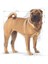 Medium Dermacomfort Yetişkin Köpek Maması 12 Kg 3
