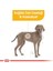 Maxi Dermacomfort Yetişkin Köpek Maması 12 Kg 5