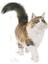 Instinctive Yaş Kedi Maması 85g 3