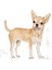 Chihuahua Kuru Köpek Maması 1.5kg 13