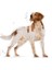 Orta Irklar için Yaş Köpek Maması 140g 3