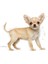 Chihuahua Yavru Köpek Maması 1.5kg 8