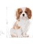 Cavalier King Charles Yavru Köpek Maması 1.5kg 12