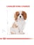 Cavalier King Charles Yavru Köpek Maması 1.5kg 15