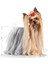 Yorkshire Terrier Yaş Köpek Maması 12 x 85g 2