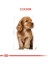 Cocker Yavru Köpek Maması 3kg 10