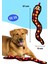 Peluş Yılan Köpek Oyuncağı | VikVik Sesli Köpek Oyun Arkadaşı 11x57 CM 5