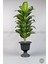 Yapay Ağaç Difenbahya Bambu Gövdeli 200CM Büyük Boy Antrasit Renk Nergis Saksıda 1