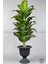 Yapay Ağaç Difenbahya Bambu Gövdeli 200CM Büyük Boy Antrasit Renk Nergis Saksıda 3