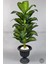 Yapay Ağaç Difenbahya Bambu Gövdeli 200CM Büyük Boy Antrasit Renk Nergis Saksıda 5