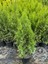 Smaragd Batı Mazısı Fidanı Thuja Occidentalis Smaragd Çam Ağacı 40-50 cm 2
