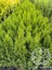 Smaragd Batı Mazısı Fidanı Thuja Occidentalis Smaragd Çam Ağacı 40-50 cm 3
