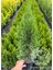 Smaragd Batı Mazısı Fidanı Thuja Occidentalis Smaragd Çam Ağacı 40-50 cm 5
