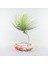 Tillandsia Andreana (M) - Hava Bitkisi Air Plant 1