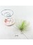 Tillandsia Andreana (M) - Hava Bitkisi Air Plant 2