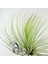 Tillandsia Andreana (M) - Hava Bitkisi Air Plant 3