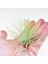 Tillandsia Andreana (M) - Hava Bitkisi Air Plant 4