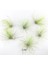 Tillandsia Andreana (M) - Hava Bitkisi Air Plant 5