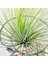 Tillandsia Andreana (M) - Hava Bitkisi Air Plant 6