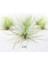 Tillandsia Andreana (M) - Hava Bitkisi Air Plant 7