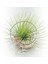 Tillandsia Andreana (M) - Hava Bitkisi Air Plant 8